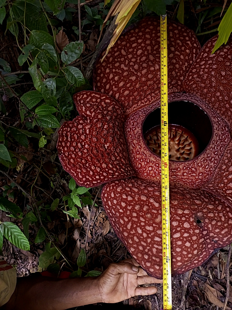 Akhirnya, Bunga Rafflesia Arnoldi Bisa Menjadi Tanaman Hias. Akan Mahal ...