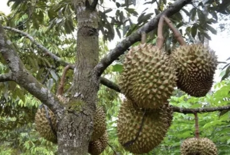 Durian Khas Seluma, Buah Manis Dengan Daging Tebal