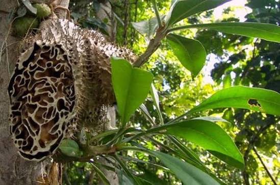 Manfaat Sarang Semut Papua bagi Kesehatan: Herbal Alami dengan Segudang Khasiat