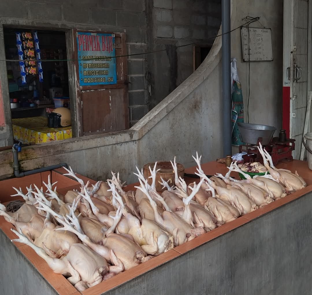  Harga Ayam Potong di Seluma Turun Drastis, Rp 22.000 per Kilogram, Daya Beli Masyarakat Masih Lemah
