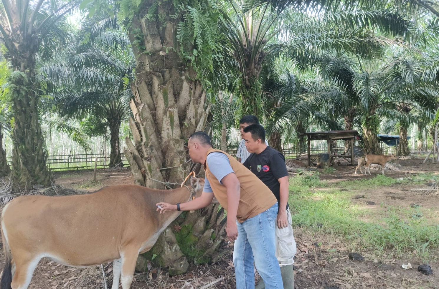  Ada 200 Dosis Vaksin PMK di Distan Seluma Siap Disalurkan