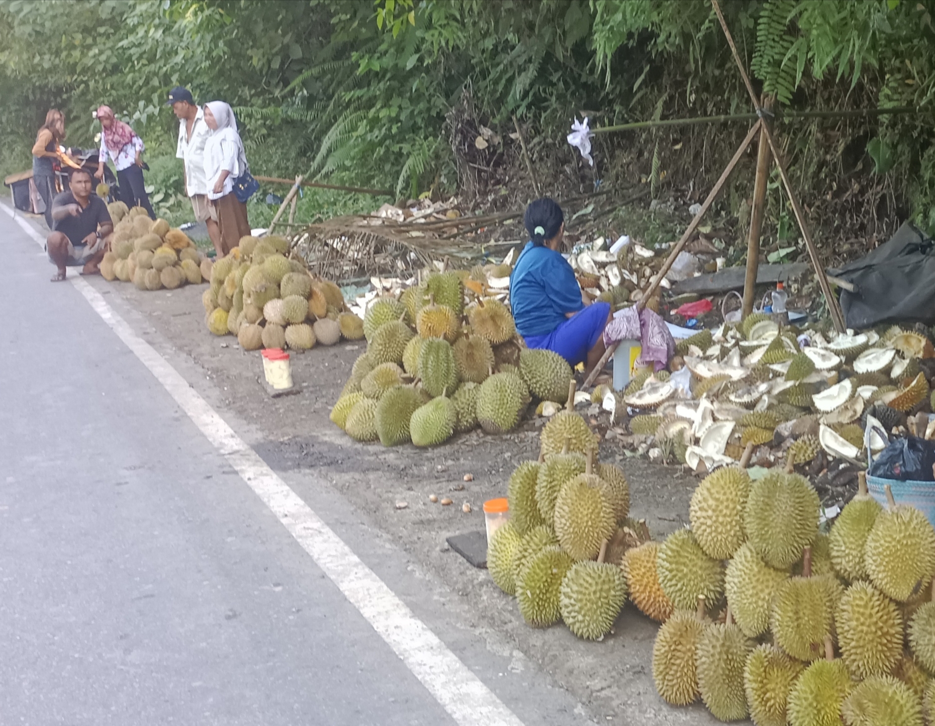 Durian Unggulan di Seluma Bengkulu, Rasanya Gurih.... 