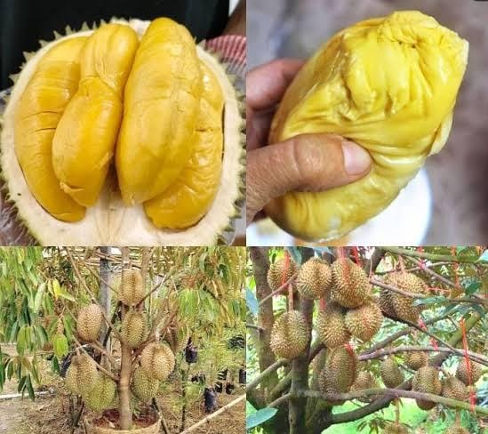 Durian Musang King, Ditemukan di Desa Sekalak, Seluma! Berikut Informasinya 