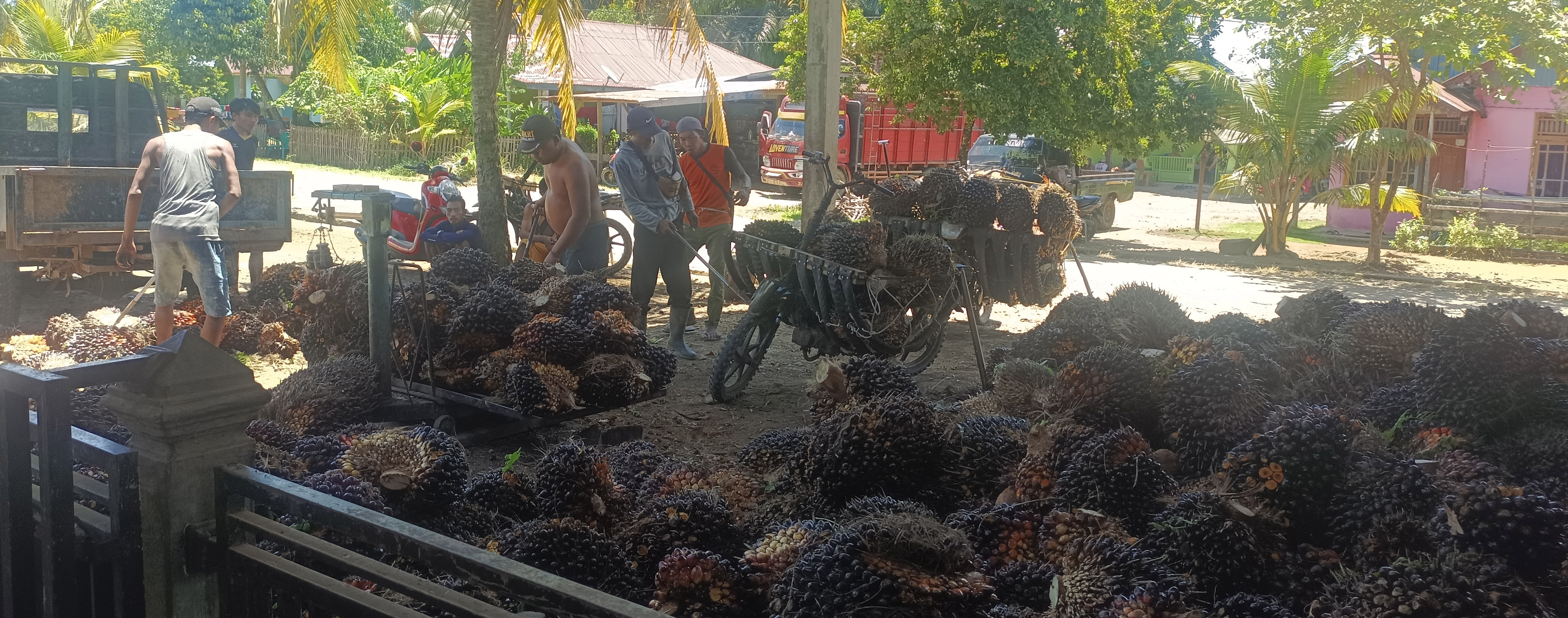  Harga TBS di Ram Tinggal 1.900, Petani  Sudah 1.600