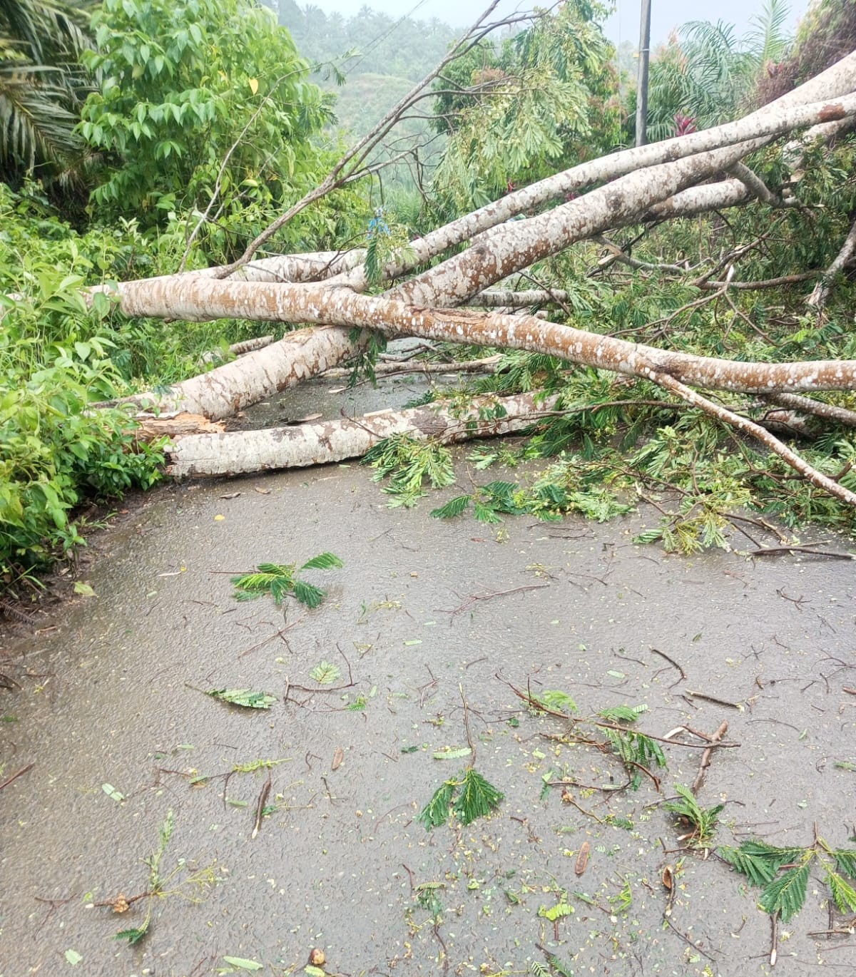 Cuaca Ekstrem Hantui Bengkulu, Akses Jalan dan Listrik di Ulu Talo Seluma Sempat Lumpuh