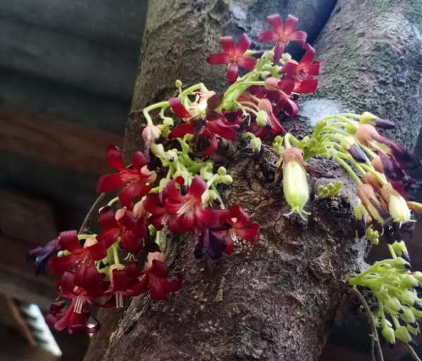 Khasiat Bunga Belimbing Besi bagi Kesehatan Banyak yang Belum Tahu