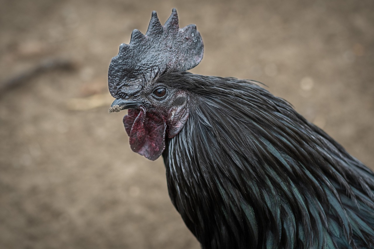 Mitos Bagi yang Pelihara Ayam Cemani