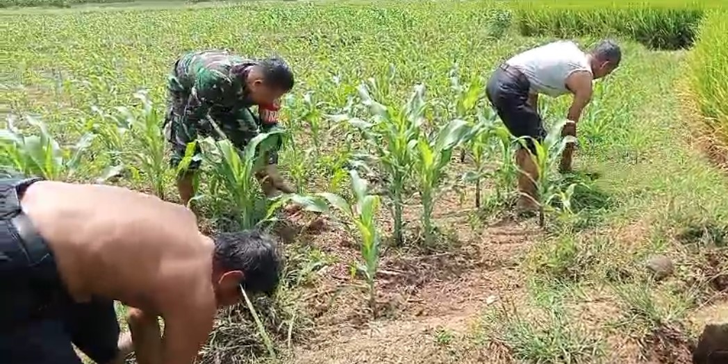 Anggota TNI Turun Bersihkan Lahan Petani, Ikut Tingkatkan Ketahanan Pangan