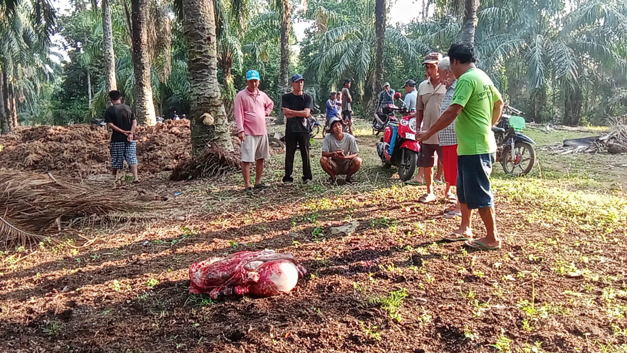 Pasca 2 Ekor Sapi Warga Talang Tinggi Digondol Maling, Kini Peternak Siaga 1