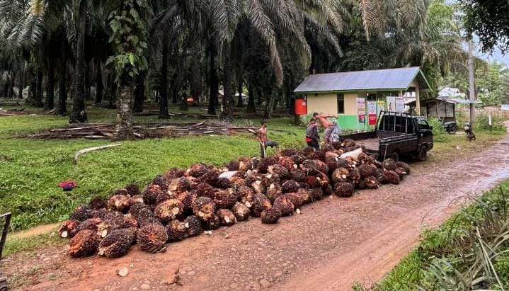 Harga TBS Sawit di Seluma Kembali Turun, Berikut Update Terbarunya