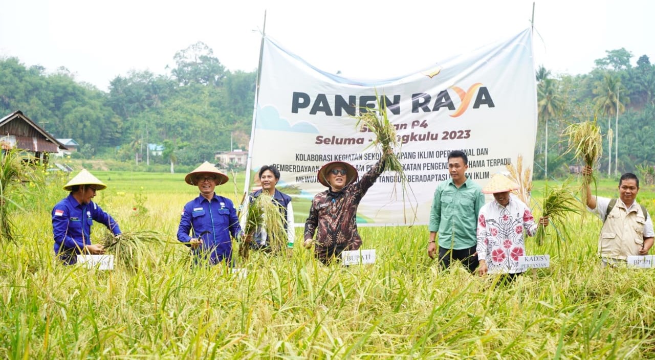  Kelompok Tani Tanjung Bungo Masmambang Seluma, Panen Raya