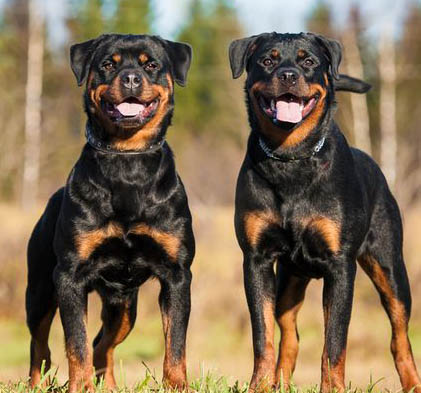   Anjing-anjing Mahal! Rottweiler Paling Galak Sedunia, Ras Murni Bisa Sampai 134 Juta