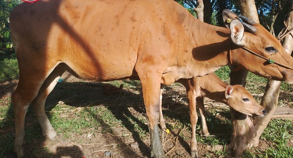 Lumpy Skin Disease (LSD) Lebih Bahaya dari PMK ?