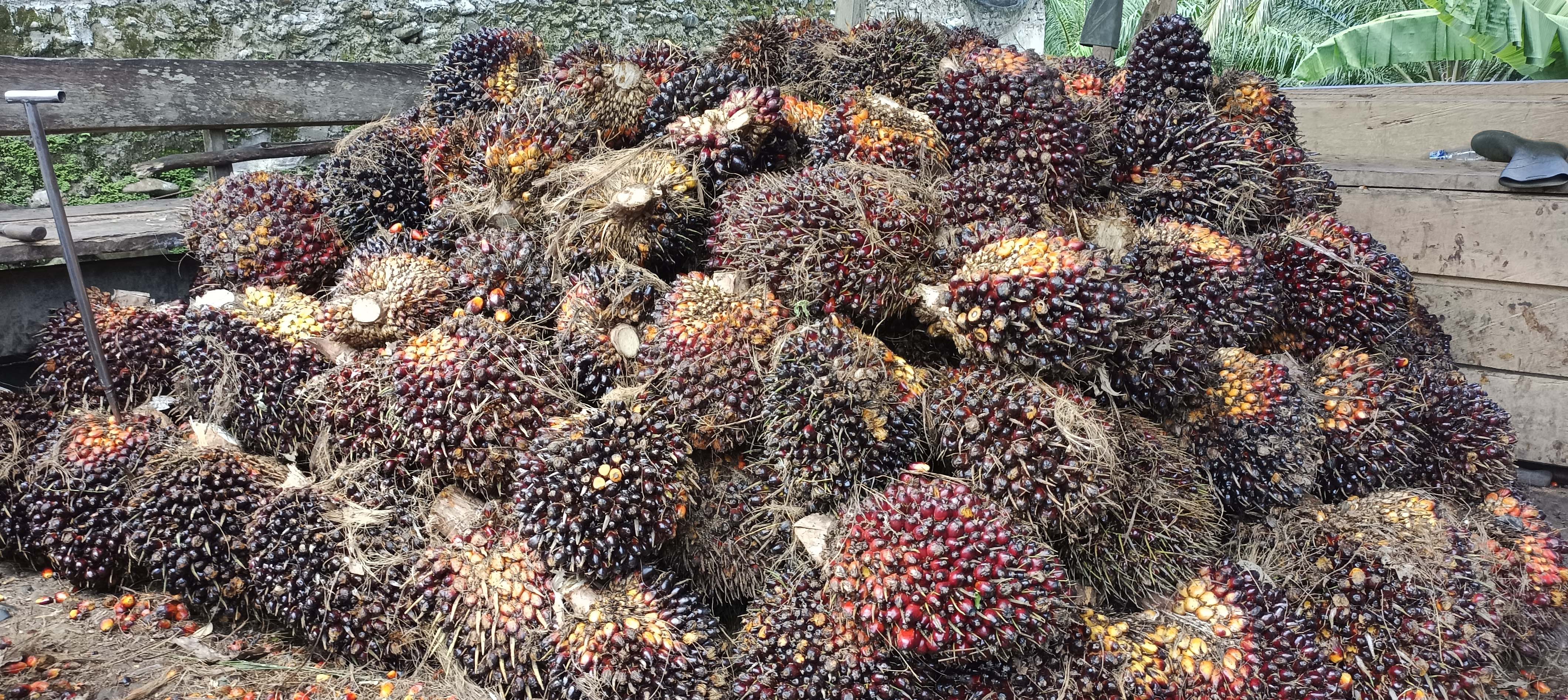 Hasil Sawit Turun, Saat Panen Tiba Petani di Dahului Maling