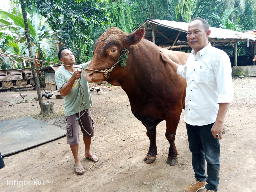 Presiden RI Berkurban di Seluma, Sapi Limosin 900 Kg Bernama Barong Dipilih Prabowo
