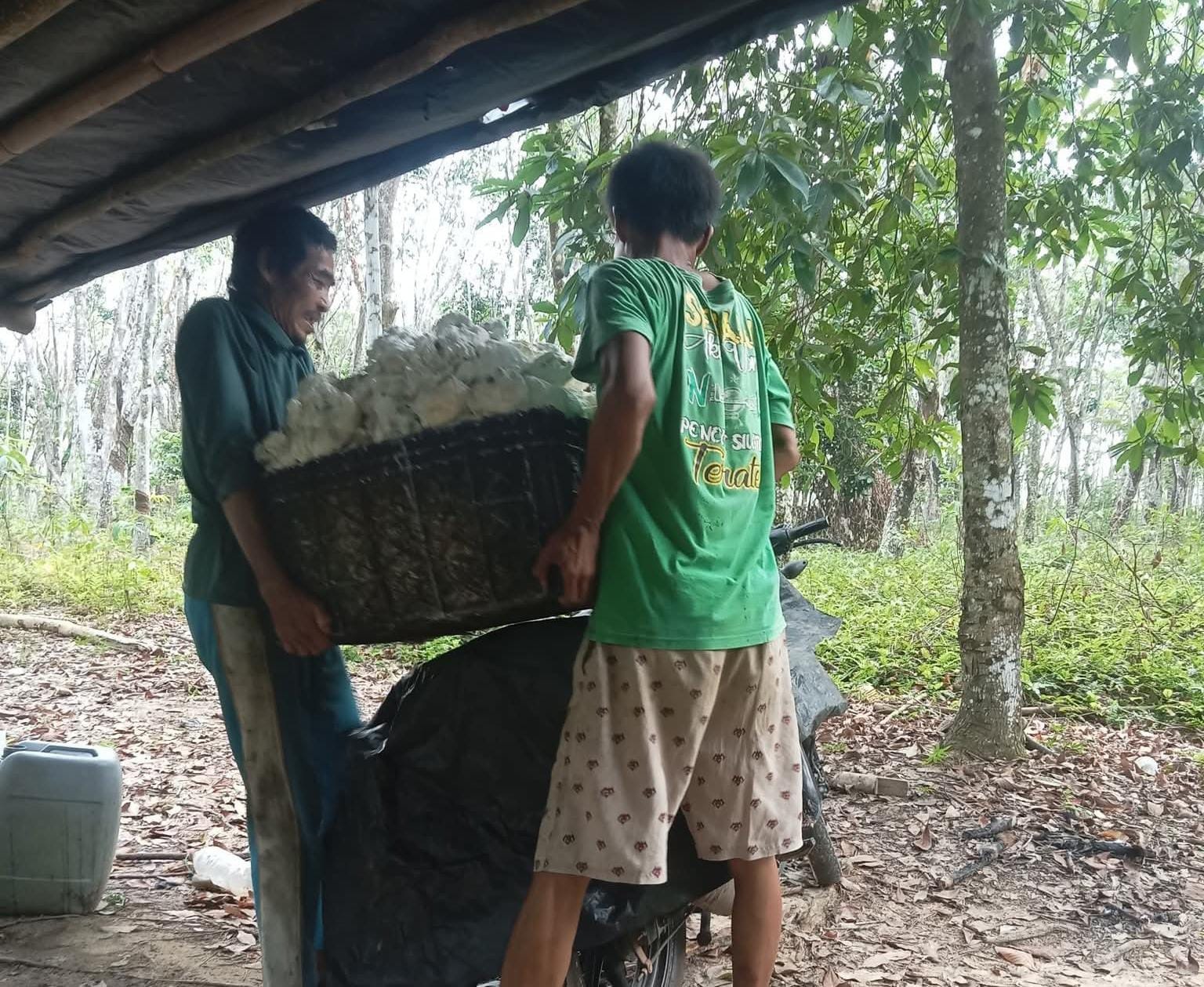 Sempat di Angka 12 Ribu, Harga Karet di Seluma Turun  ke Rp 10 Ribu per Kg