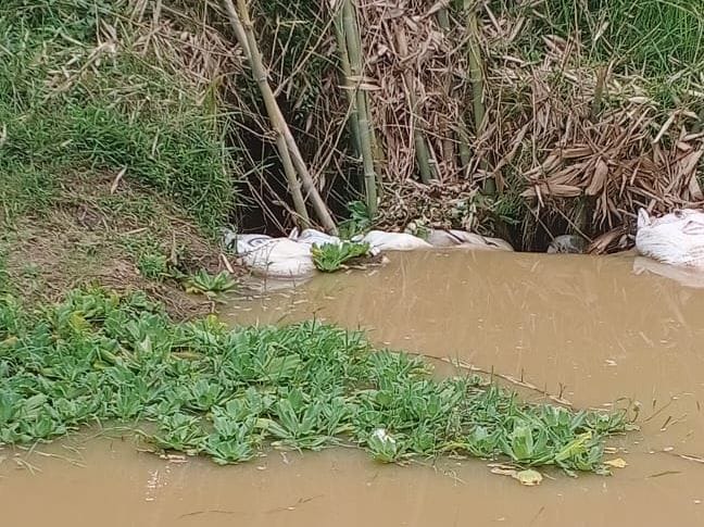  Irigasi BS 9 Seluma  Jebol, Petani Gagal Panen dan Terancam Alih Fungsi Lahan