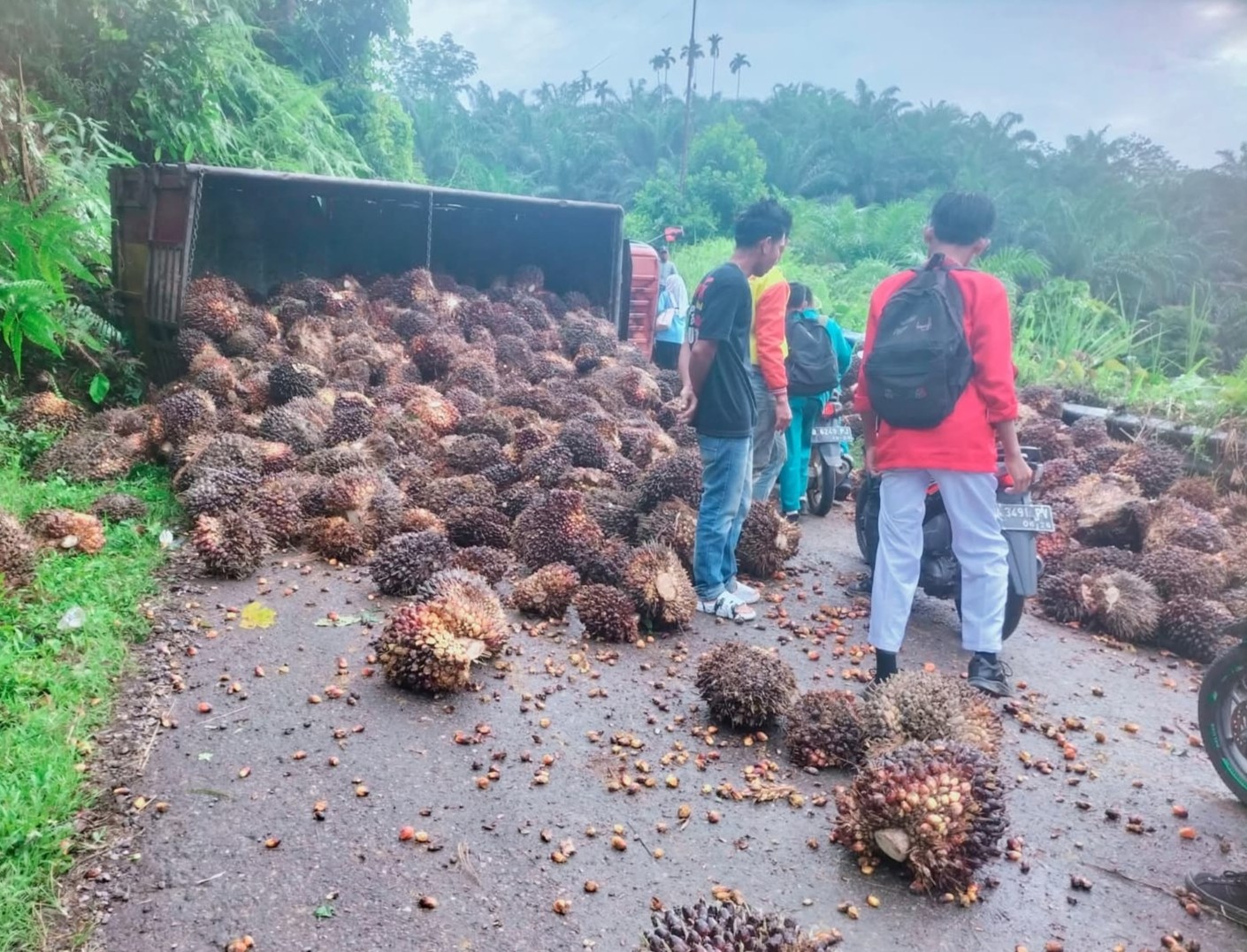  Tak Gunakan Jaring Pengaman,Truk Sawit Bermuatan Berlebihan Terbalik, Sawit Berserakan