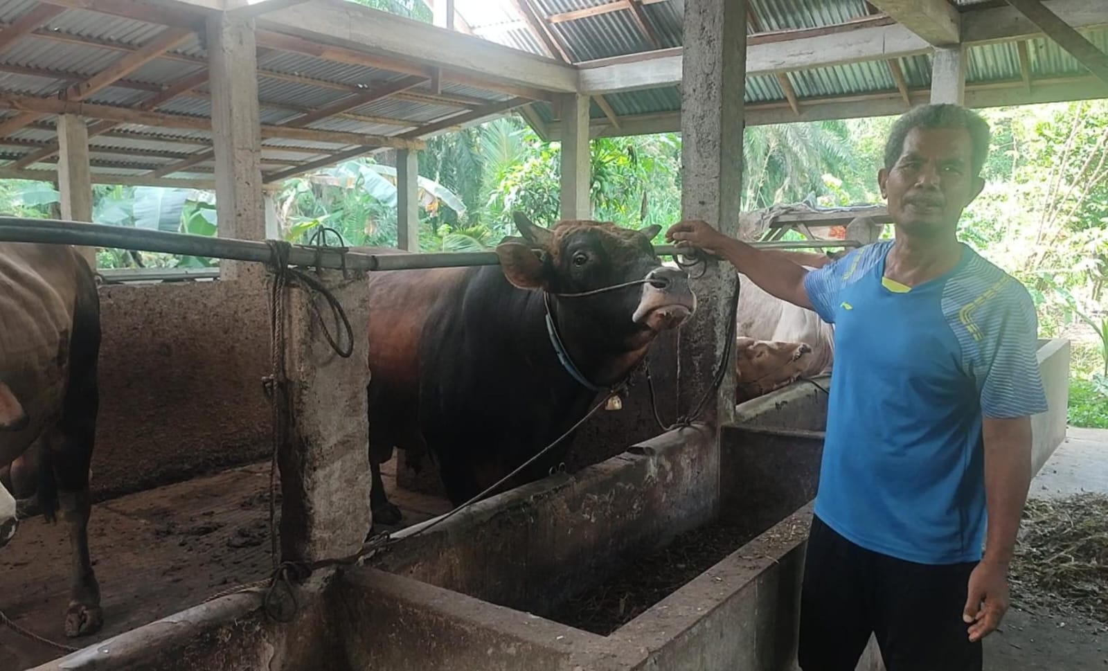 Sapi Ngatijo Dicek Timsel Sapi Qurban Presiden Jokowi