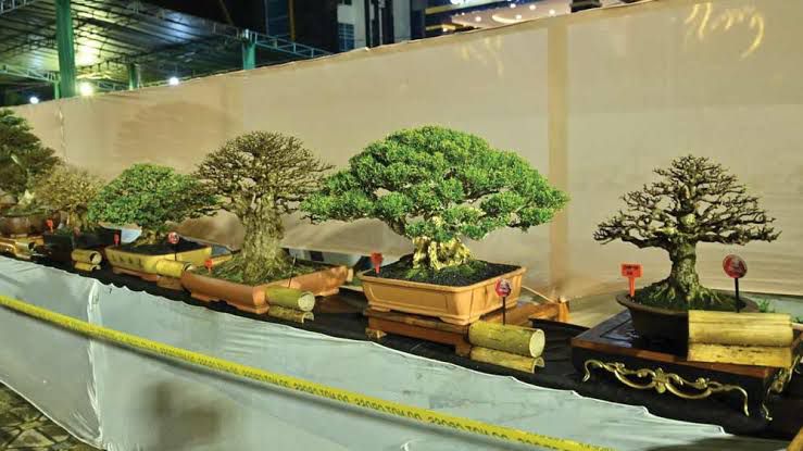 PPBI-RB Gelar Pameran dan   Kontes Bonsai HUT 24 RB