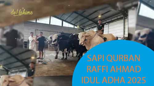 Raffi Ahmad Borong 5 Sapi Super Jumbo dari Setia Farm Jelang Idul Adha 2025. Segini Bobotnya!