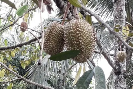 Durian Seluma, Memiliki Keunikan Aroma Memikat dan Kelezatan yang Khas