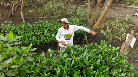 TPS Dorong Restorasi Pesisir Berbasis Pemberdayaan Petani Mangrove di Surabaya