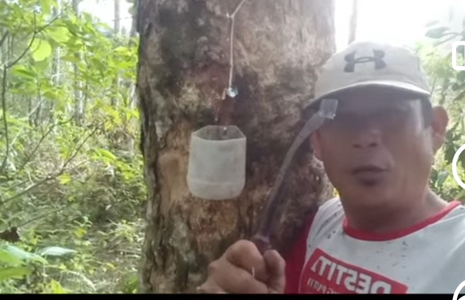 Harga Karet Anjlok , Petani Bengkulu Selatan Menjerit