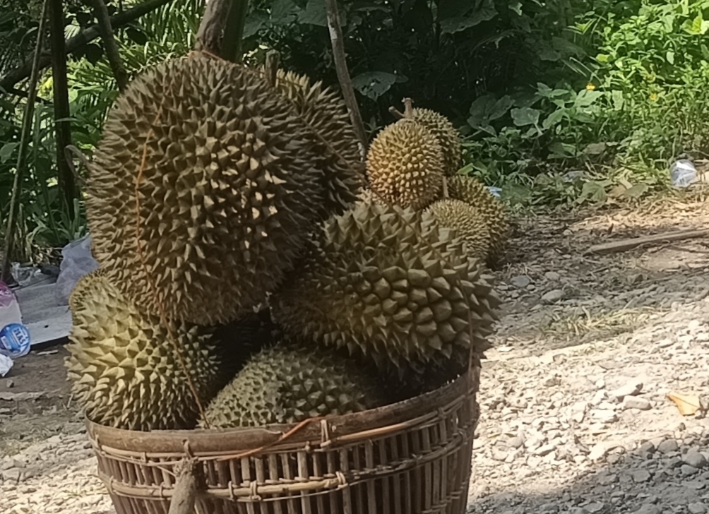 Durian Asli Seluma Rasanya Gurih Isi Tebal Harga Terjangkau