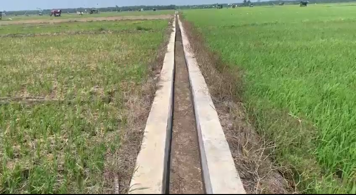  1.300 Hektar Sawah di Seluma Alami Kekeringan, Semester Terakhir Panen Gagal