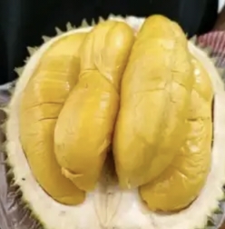 Ingin Menikmati Durian Khas Seluma, Isi Tebal Rasanya.. Datang ke Seluma Dijamin Memuaskan! 