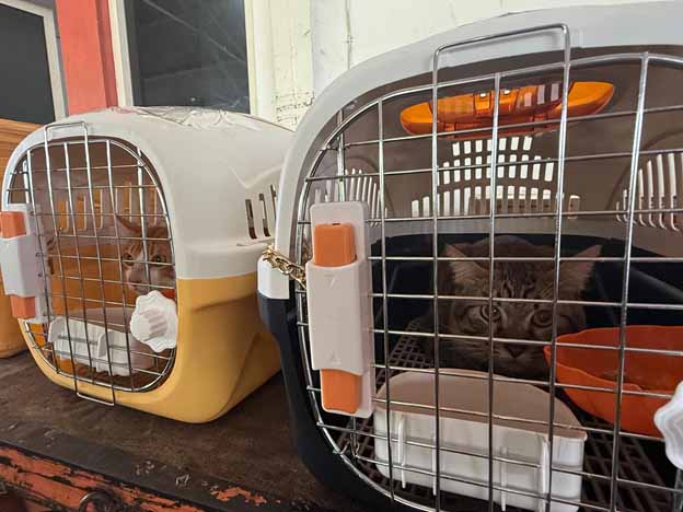 Meningkat! Pengiriman Hewan Peliharaan Melalui KAI Logistik, Tembus 74.637 Ekor