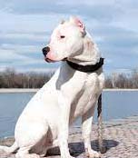Anjing-anjing Mahal!, anjing Ras Dodo Argentino, Besar dan Ganas