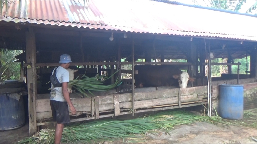  Distan Seluma Imbau Peternak  Waspada Penyakit Sapi Ngorok