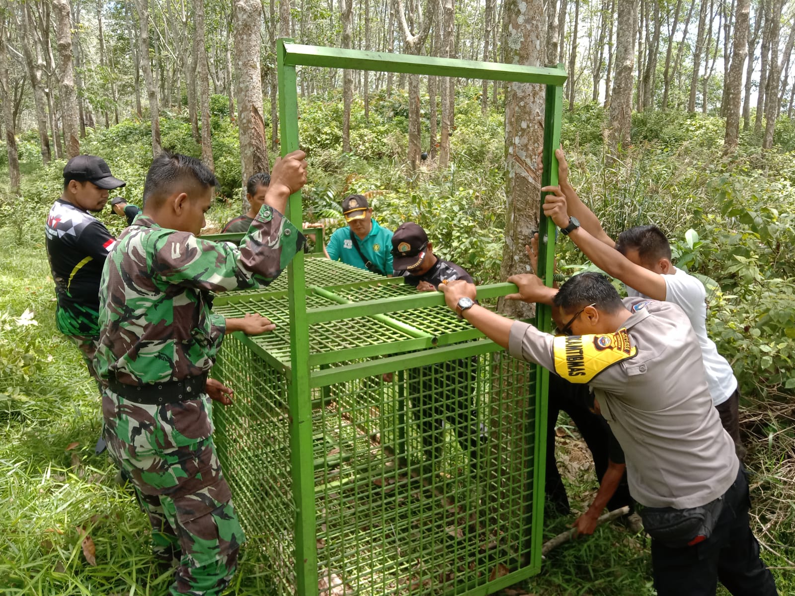  BKSDA Pasang Jebakan di PTPN VII, Dugaan Ada Harimau Berkeliaran