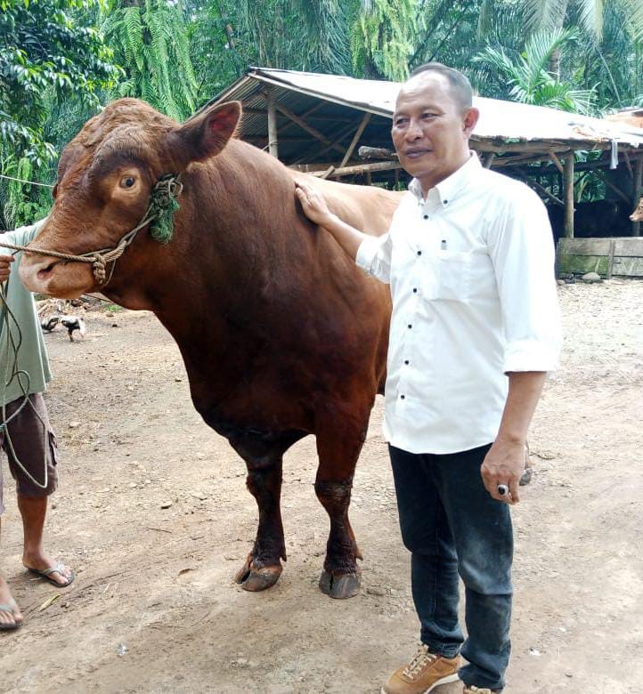 Sapi Kurban  Presiden untuk Seluma, Bobotnya Capai 900 Kilogram