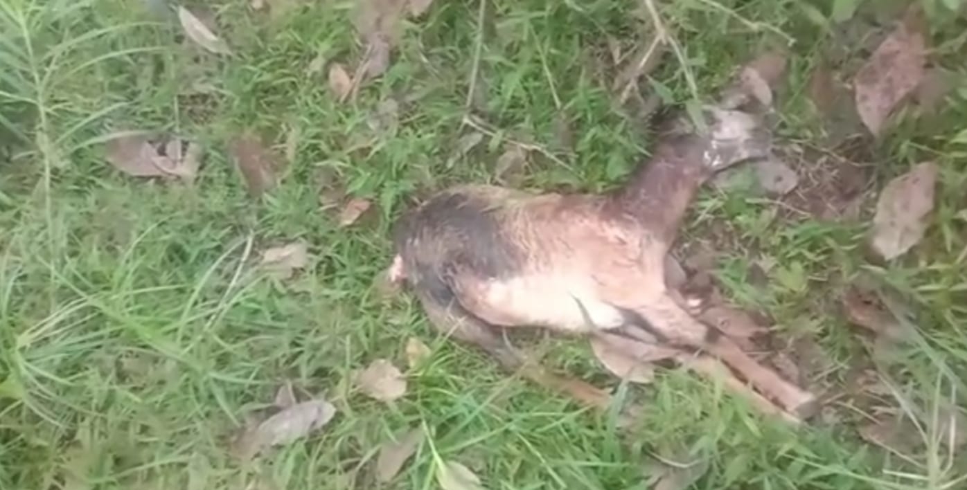  Diduga 2  Kambing Karyawan PTPN VII  Seluma Dimangsa Harimau?