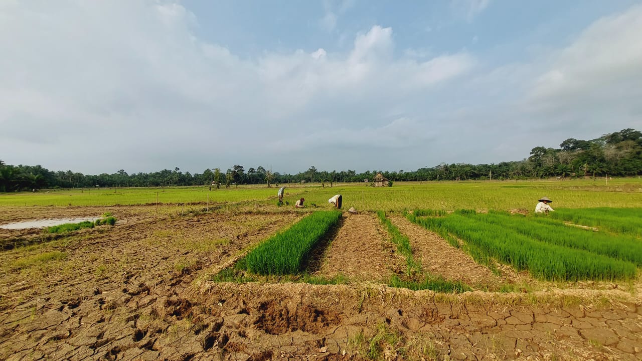 Alami Kekeringan,  68,8 Hektare Sawah di Desa Tebat Sibun Seluma Terancam Gagal Tanam