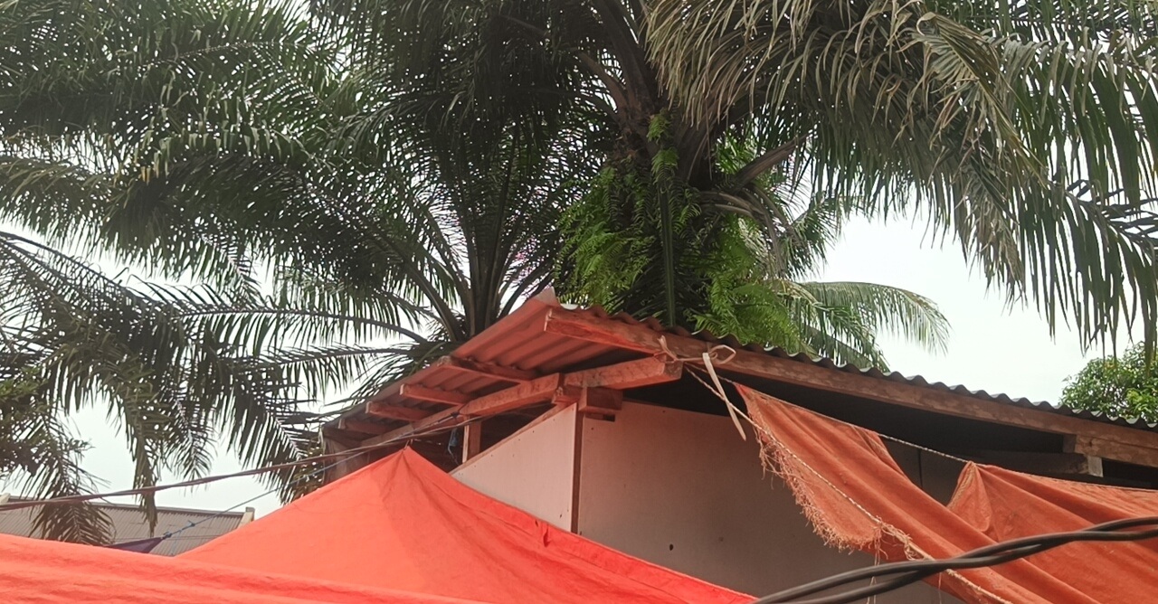   Balita 2,5 Tahun Tew4s Tertimpa Tandan Buah Sawit