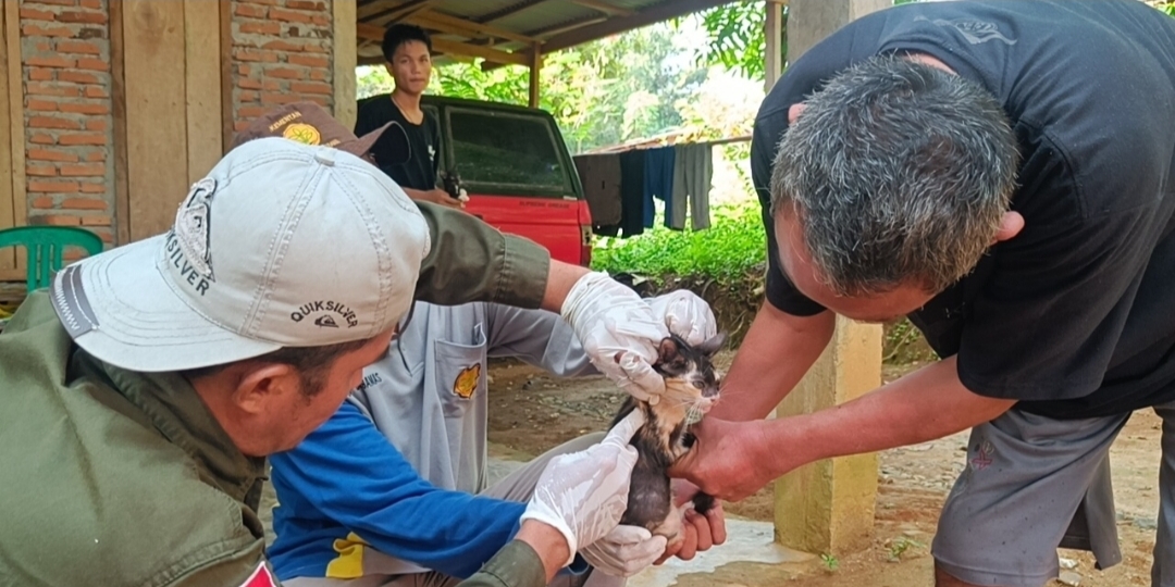 Antisipasi Rabies, Distan Seluma Lakukan Vaksinasi 1.825 Ekor HPR