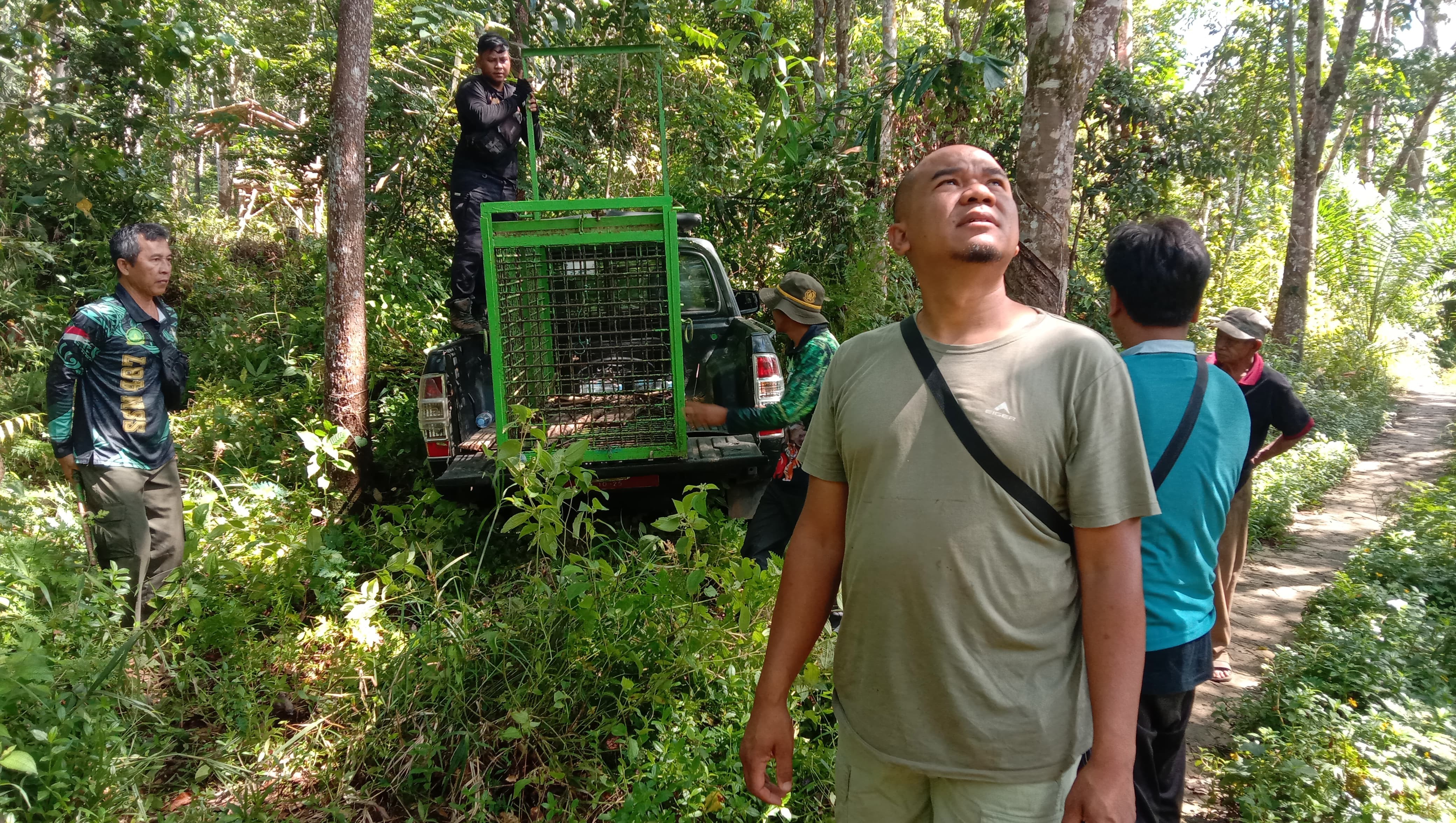 Pasca Petani Karet Diserang Beruang Madu, BKSDA Pasang Perangkap di Lubuk Sandi