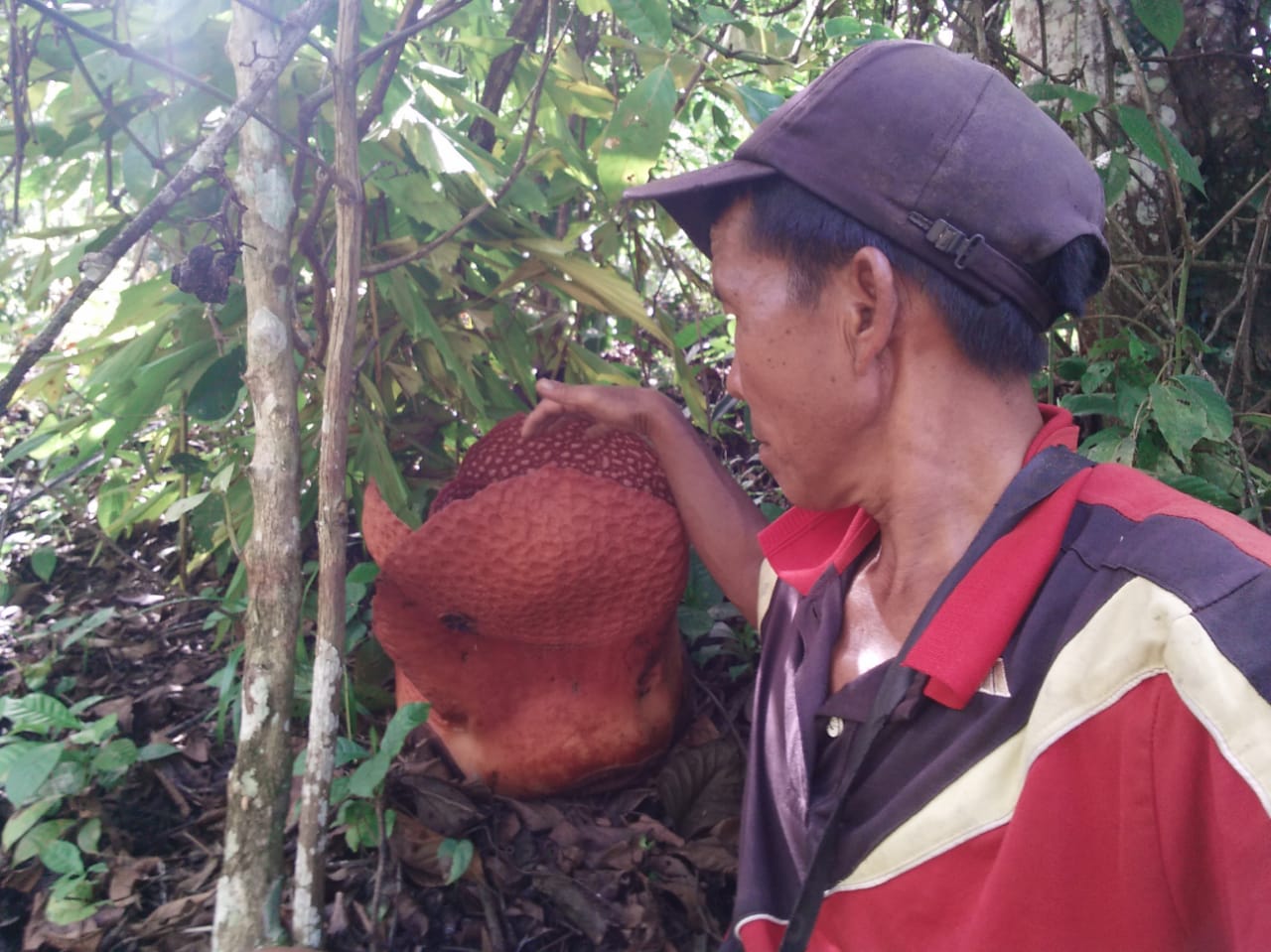 Akhirnya, Bunga Rafflesia Arnoldi Bisa Menjadi Tanaman Hias. Akan Mahal Harganya?