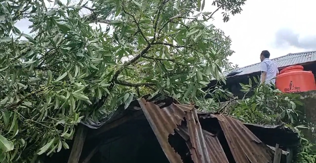  Diterjang Badai, Pohon Mangga Timpa Rumah Warga Pasar Tais