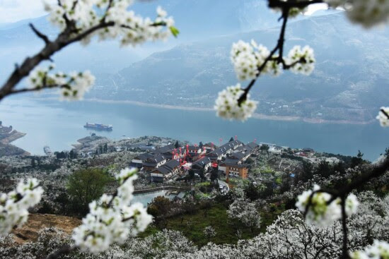 Blossoming Plum Adds Tourism Charm to West China’s Wushan County