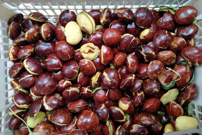 Harga Jengkol Naik, Di Seluma Harga Jengkol Segini...