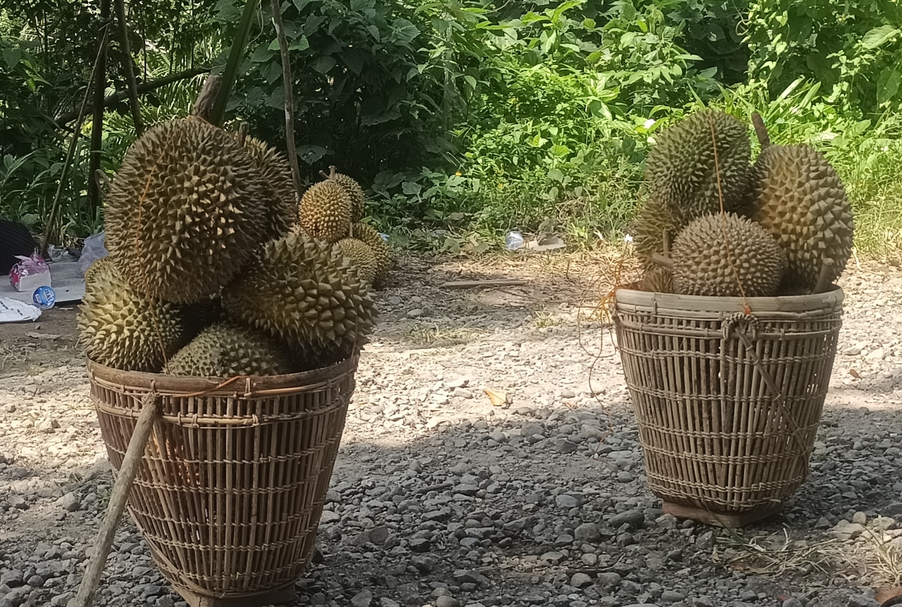 Seluma, di Kenal Sumber Durian Terbanyak di Bengkulu....