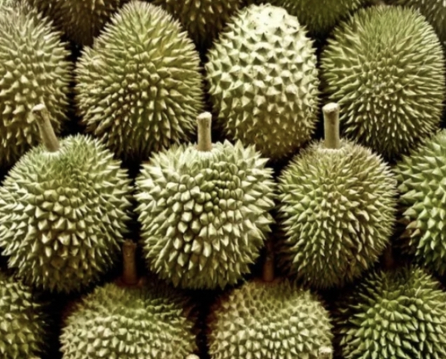 Enaknya! Durian Seluma Nomor 1 di Bengkulu, Harga Lebih Terjangkau