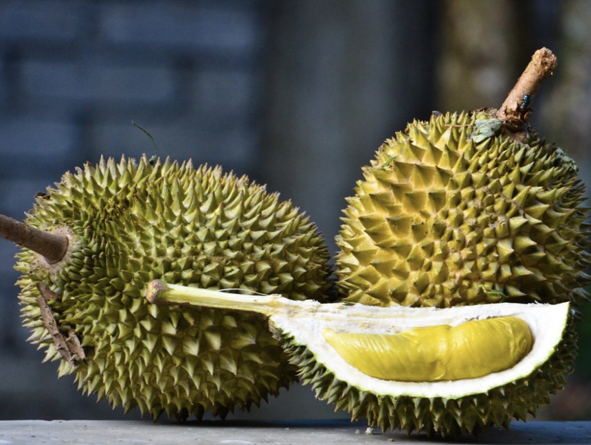 Durian Seluma Daging Kuning Manis,  Rasanya Gurih Harga Bervariasi Pedagang Durian Mulai Masuk Lokasi 