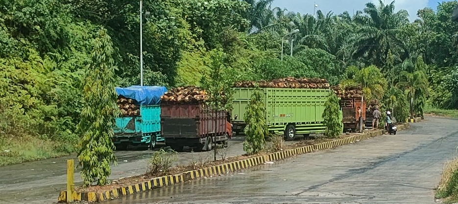 Harga TBS Kelapa Sawit di PT BSL II Seluma , Capai Rp 2.850 per Kilogram