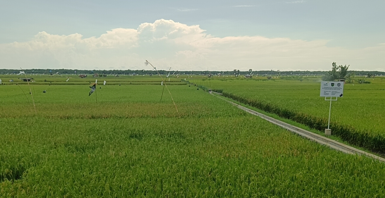  Cetak Sawah Rakyat Di Seluma Ditargetkan Mulai Awal Agustus